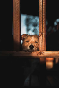 Portrait of a dog looking through window