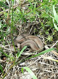 High angle view of lizard on grass