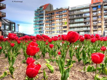 Close-up of red flowers blooming in park