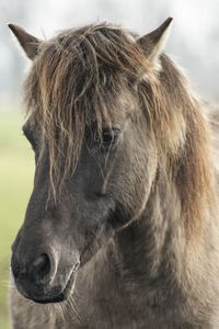 Close-up of a horse