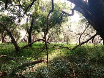 Trees in forest