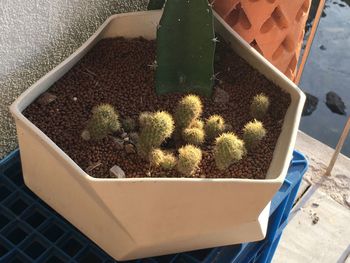 High angle view of potted cactus outdoors