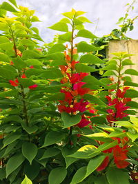 Close-up of red flowering plant