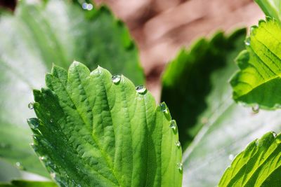 Close-up of raindrops on plant leaves