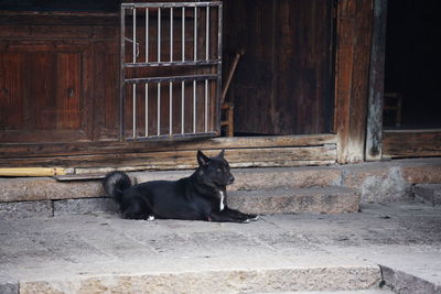 Dog sitting outdoors