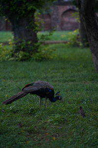 View of a bird on field