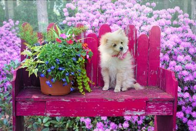 View of a dog sitting on flower pot