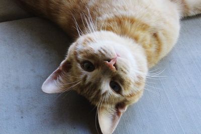 Close-up portrait of a cat