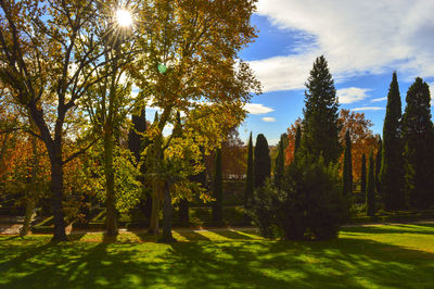 Trees in park