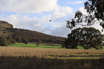 Trees on field against sky