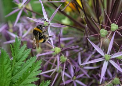 Close-up of bee on purple flower