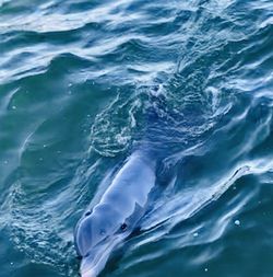 Full frame shot of rippled water