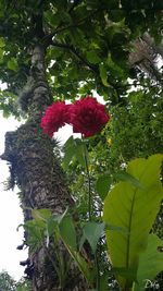 Low angle view of red flowers blooming on tree