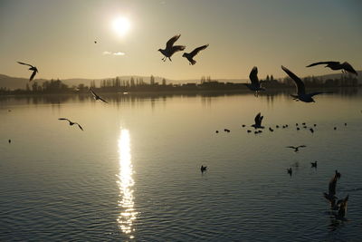 Birds flying over lake during sunset