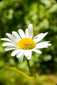 Close-up of white flower blooming outdoors