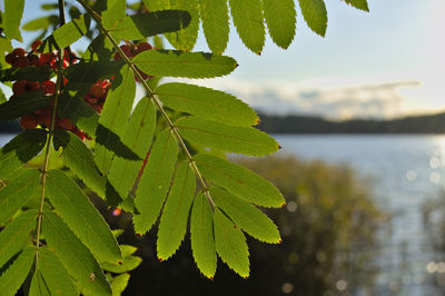 Close-up of fresh green leaves in lake