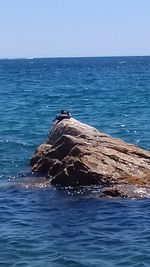 Scenic view of sea against clear sky