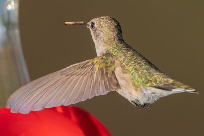 Close-up of bird flying