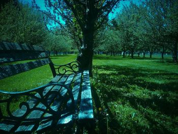 Trees in park