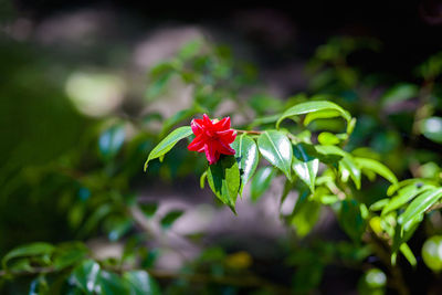 Close-up of red flowering plant