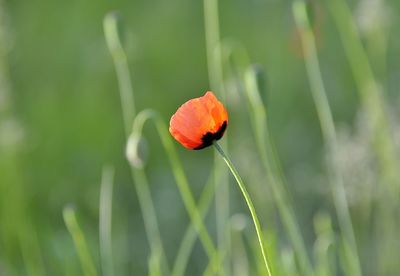 Close-up of red poppy growing on plant