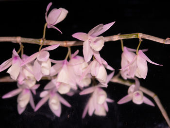 Close-up of pink flowering plant against black background