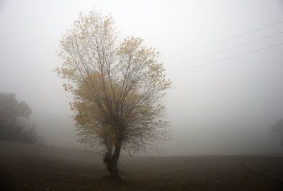 Tree on field against sky