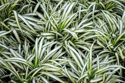 Full frame shot of fresh green leaves