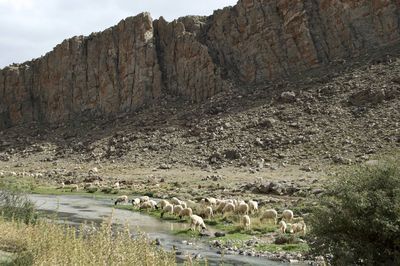 View of sheep on land