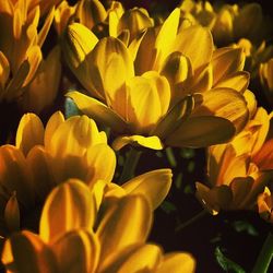 Close-up of orange flower