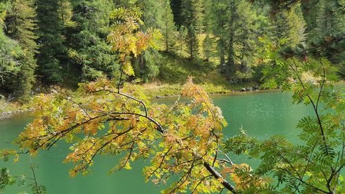 Trees by lake in forest during autumn