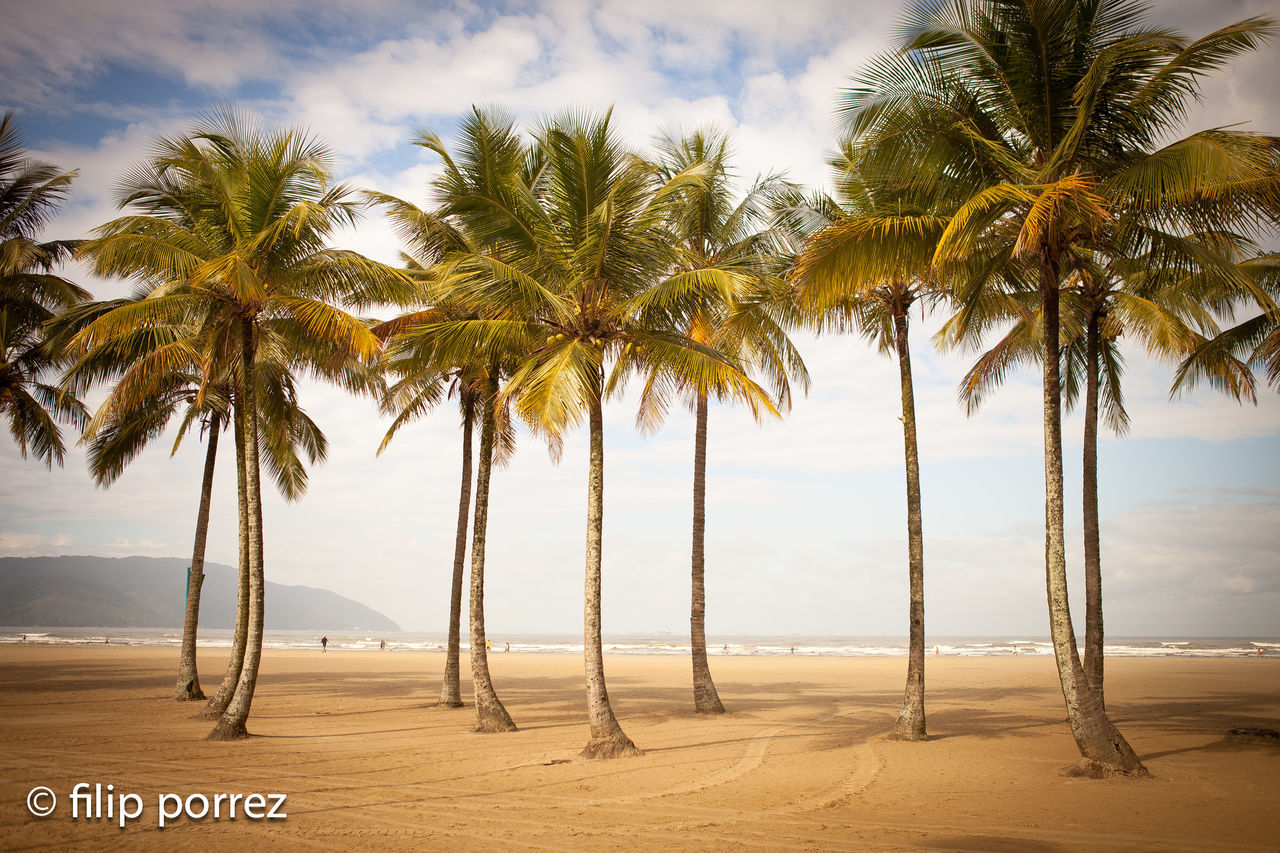 PALM TREES ON BEACH AGAINST SKY