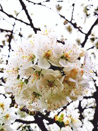 Close-up of apple blossoms in spring