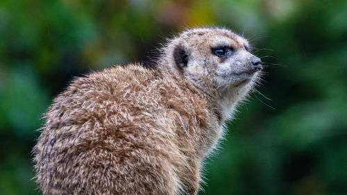 Close-up of an animal