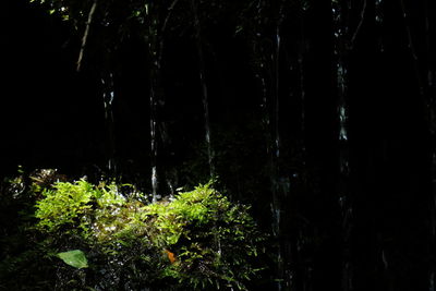 Trees in forest at night