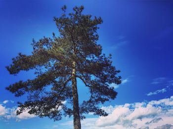 Low angle view of tree against sky