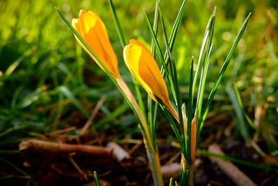 Close-up of yellow crocus blooming on field