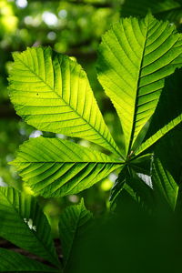 Close-up of green leaves