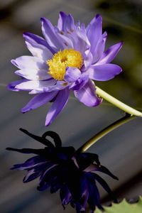 Close-up of lotus water lily