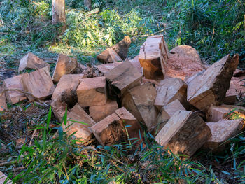 Stack of logs in forest