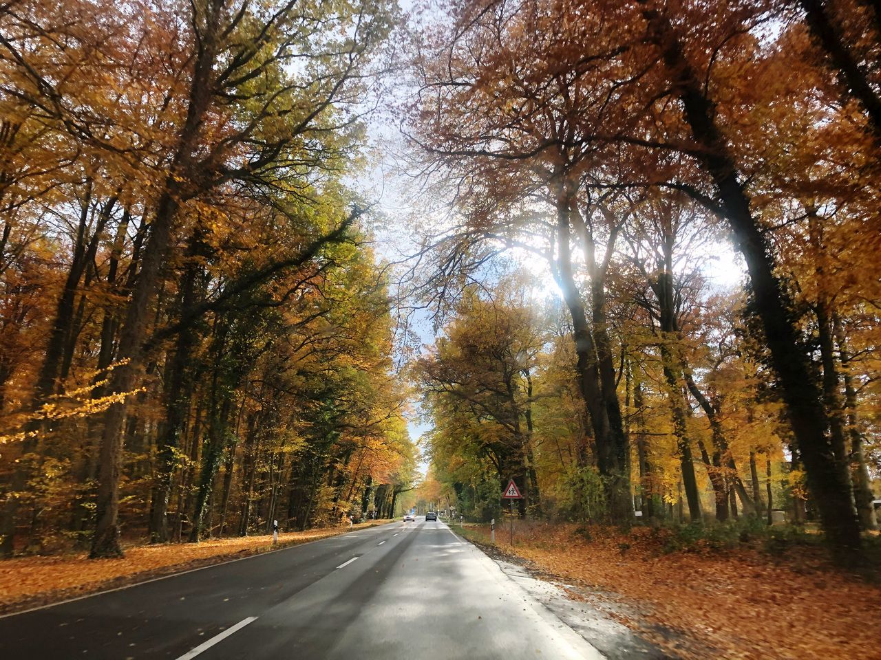 tree, plant, direction, the way forward, transportation, road, autumn, beauty in nature, no people, change, nature, diminishing perspective, tranquility, day, forest, growth, tranquil scene, tree trunk, trunk, vanishing point, outdoors, woodland, treelined, long