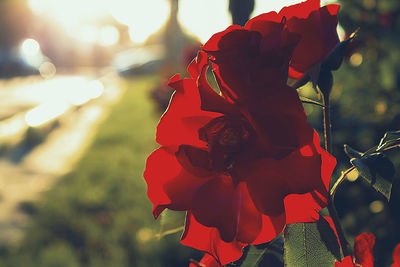 Close-up of red rose on plant