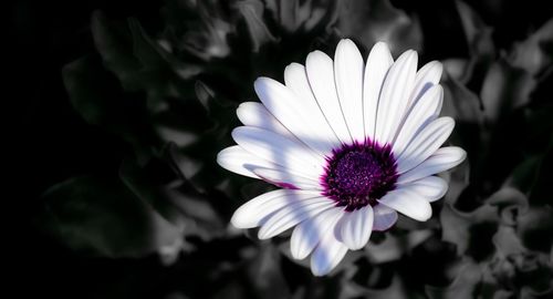 Close-up of white flower blooming outdoors