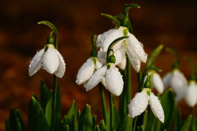 Close-up of wet white flowers