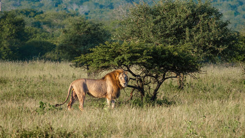 Horse grazing on field