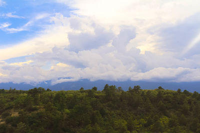Scenic view of forest against sky