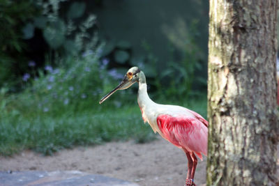 Close-up of bird perching on tree trunk