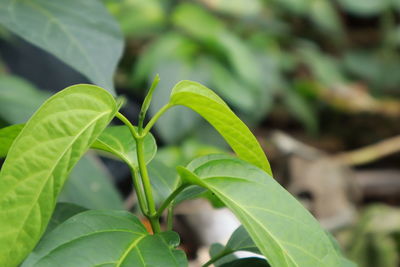 Close-up of fresh green leaves