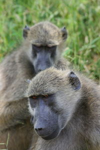 Close-up of gorilla looking away