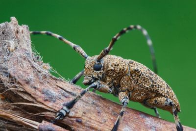 Close-up of insect on tree branch